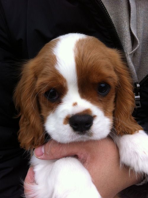 a small brown and white puppy is being held by someone's hands in a black jacket