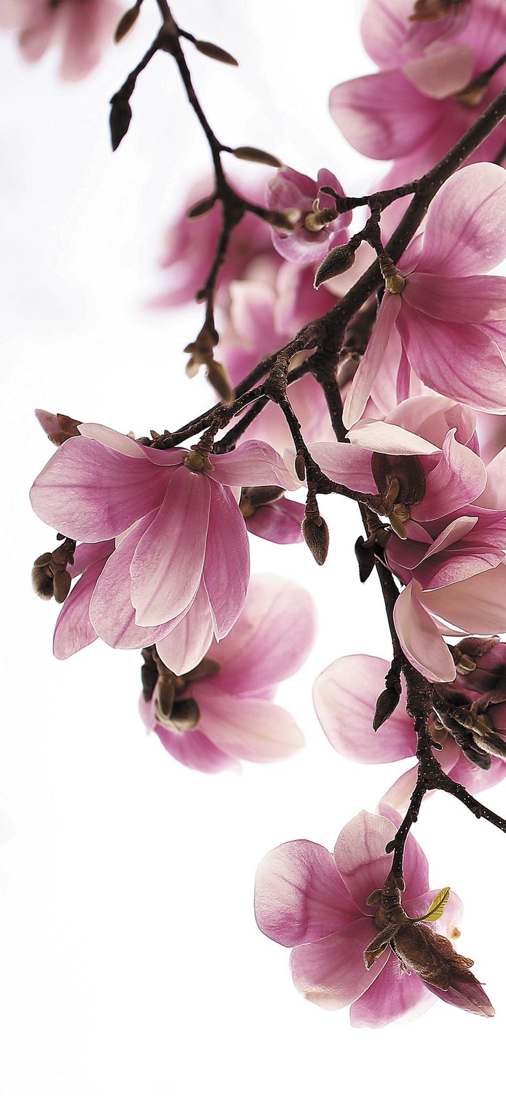 pink flowers are blooming on a branch against a white background with space for text