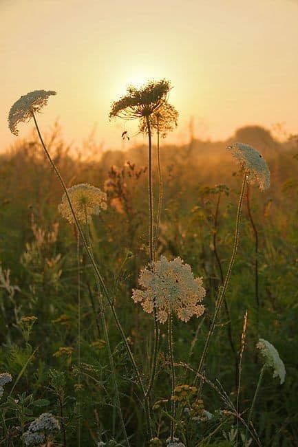 the sun is setting behind some wildflowers in an open field with tall grass