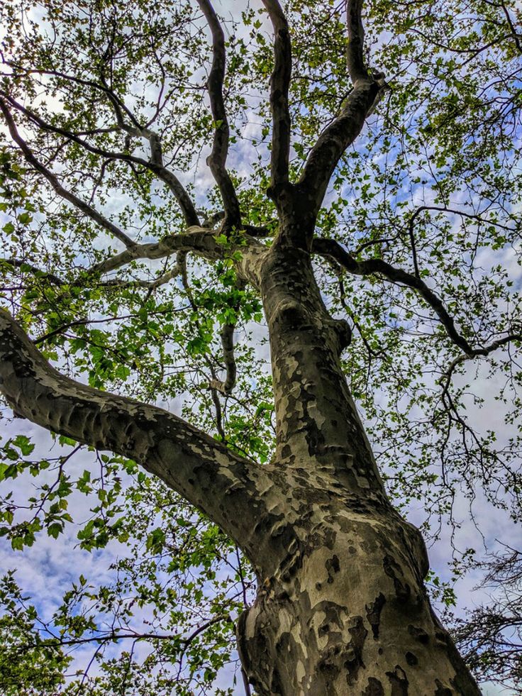 a tall tree with lots of leaves on it's trunk and the sky in the background