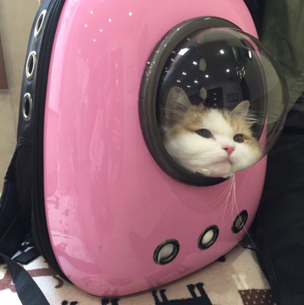 a cat is peeking out of the inside of a pink suitcase with its head sticking out