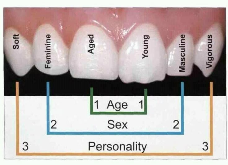 The shape of your teeth can tell alot about you!! Teeth Shaping, Dental Assistant School, Dental Assistant Study, Dental Hygiene Student, Dental World, Dental Assisting, Dental Hygiene School, Dental Anatomy, Dental Fun