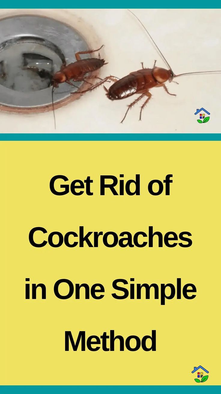 cockroaches in one simple method to get rid of cockroaches