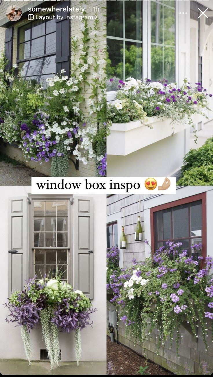 the window box is filled with purple and white flowers