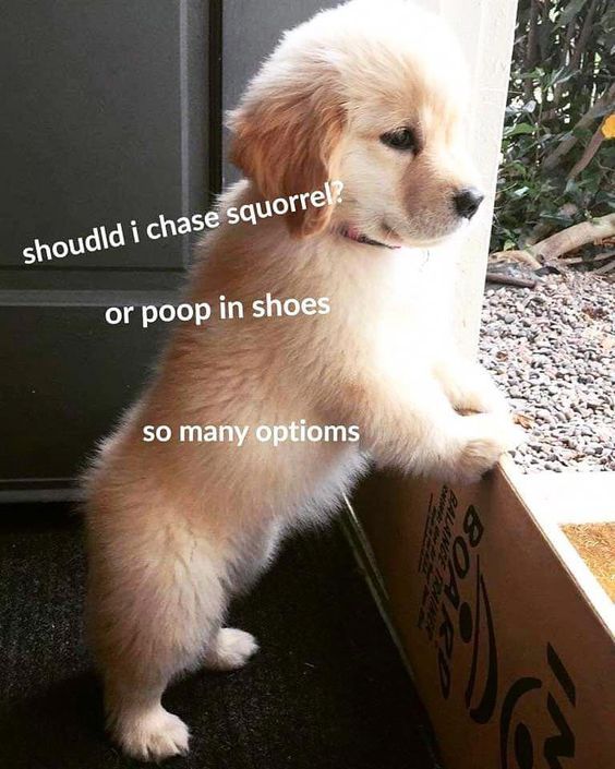 a puppy standing on its hind legs in front of a box with the words, should you