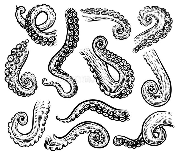 an octopus and other sea creatures in black and white stock photo - image 34978