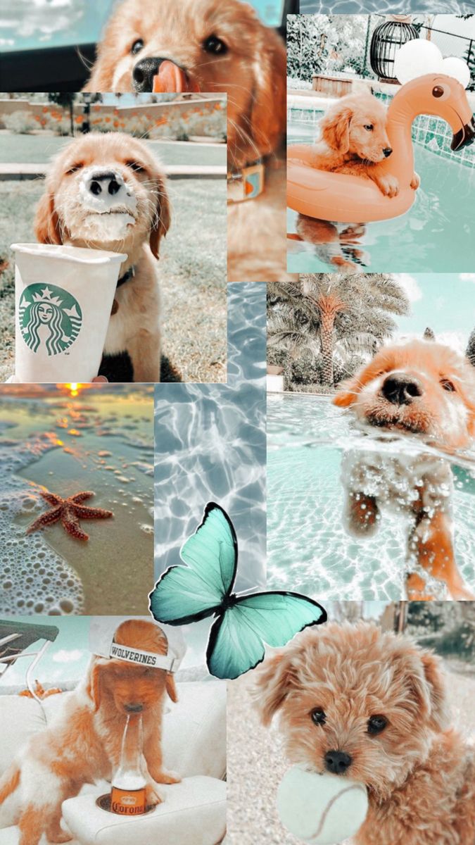 a collage of photos with dogs and starbucks coffees in them, including a dog holding a drink