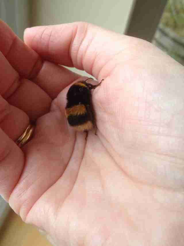 a small brown and black insect sitting on top of someone's hand in front of a window