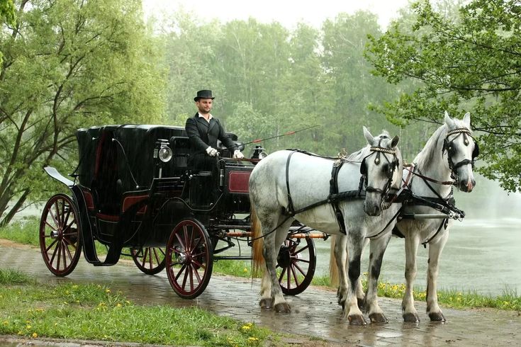 two white horses pulling a carriage with a man in top hat sitting on the back