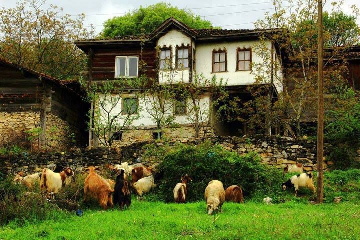 goats are grazing in front of an old house