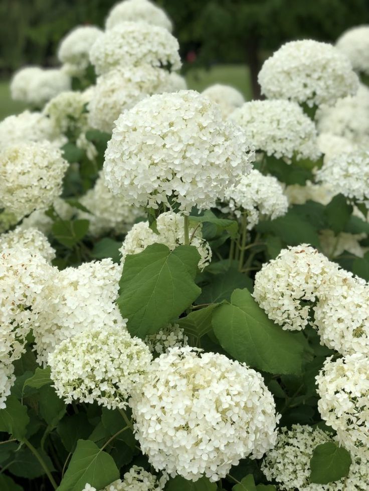 white flowers with green leaves in the foreground