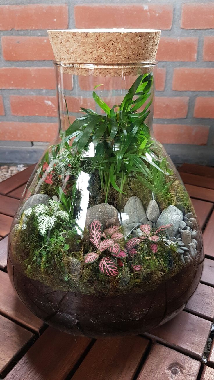 a glass vase filled with plants and rocks