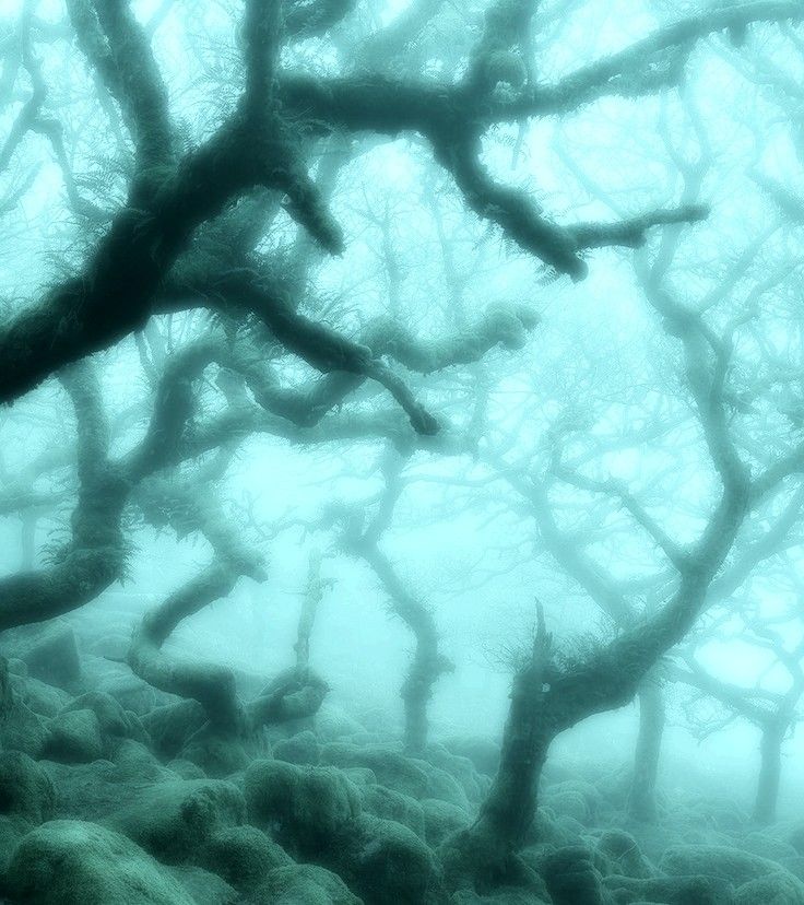 an image of trees in the foggy forest with moss growing on it's branches