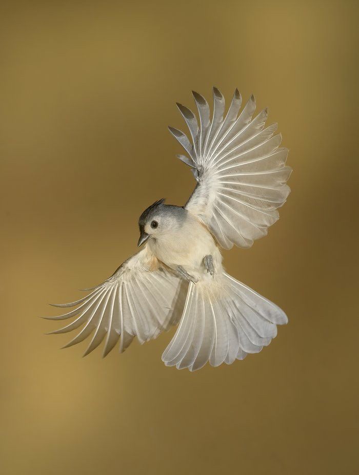 a bird flying through the air with its wings spread