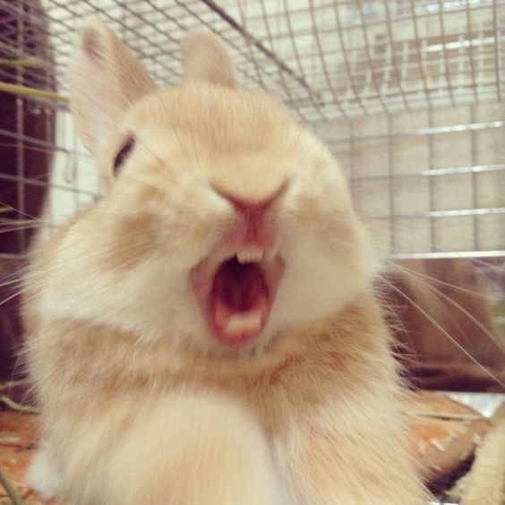 an orange and white rabbit yawning in a cage with it's mouth open