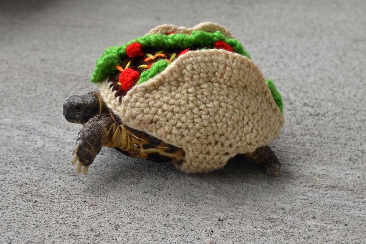 a tortoise shell with a crocheted hat on it's back