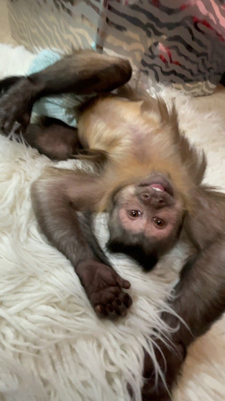 a monkey laying on top of a white rug