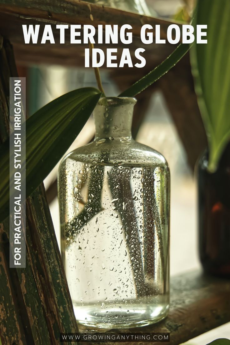 a glass vase filled with water sitting on top of a wooden table next to a plant