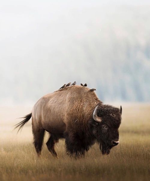 a bison with birds on it's back walking through the grass in an open field