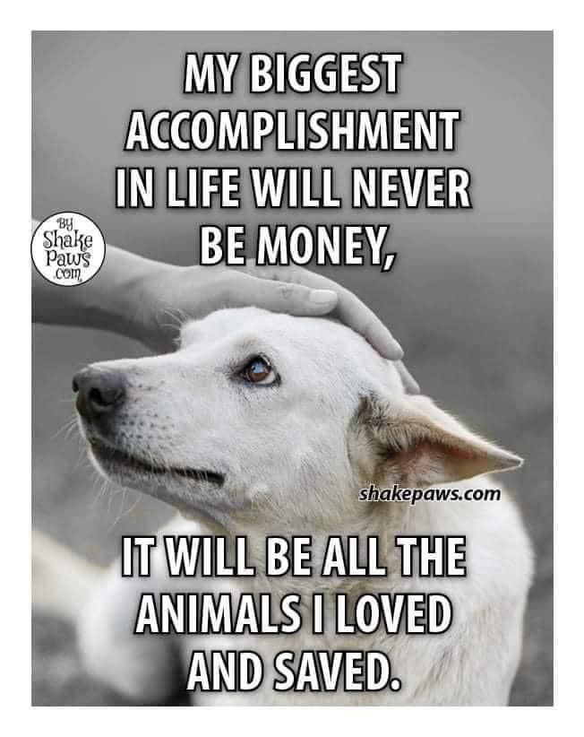 a person petting a white dog's head with the caption, my biggest accomplishment in life will never be money it will be all the animals loved and saved and saved