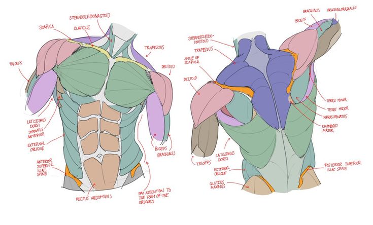 an image of the back and shoulder muscles