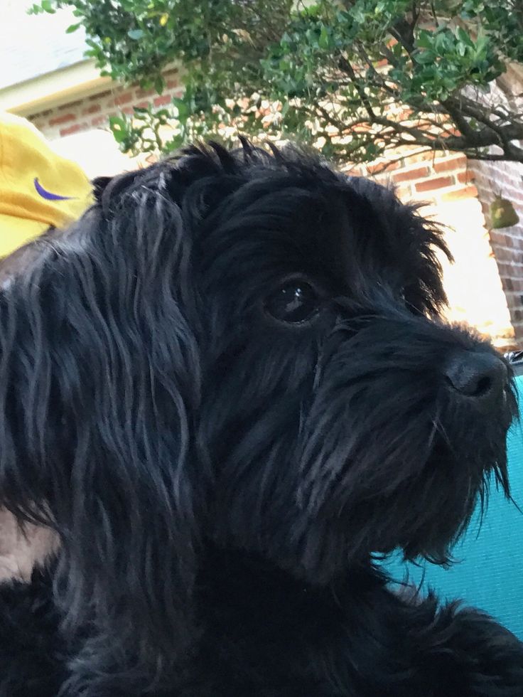 a black dog sitting on top of a blue chair next to a tree and building