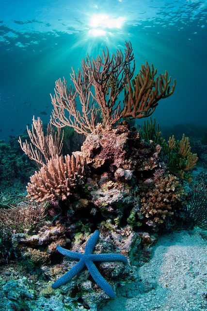 an underwater view of some corals and starfish