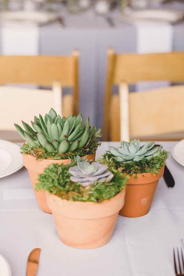 two potted succulents sitting on top of a table