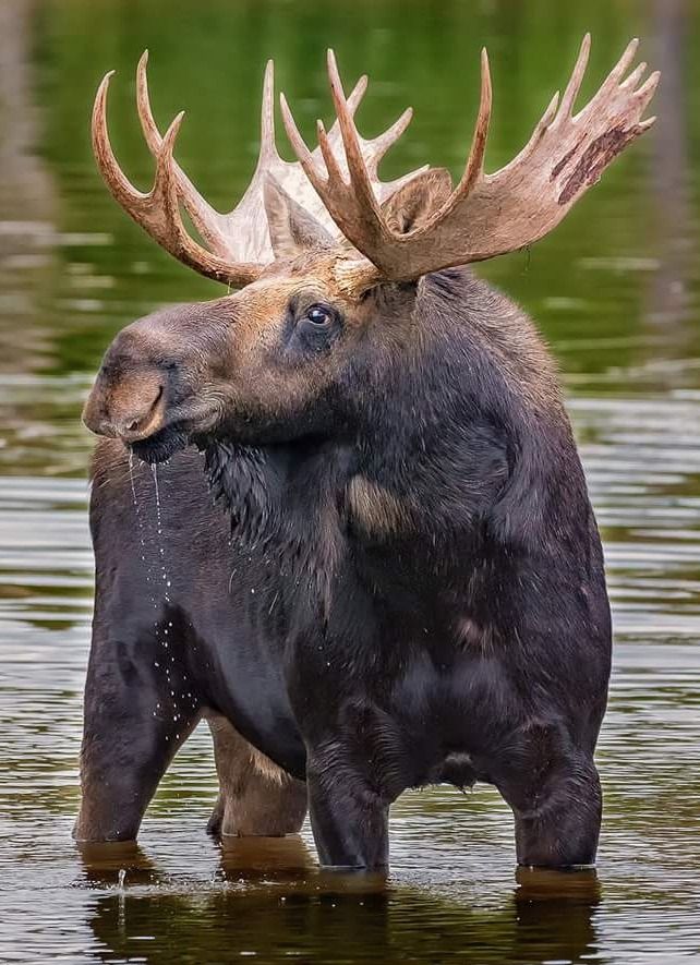 an adult moose with large antlers standing in the water