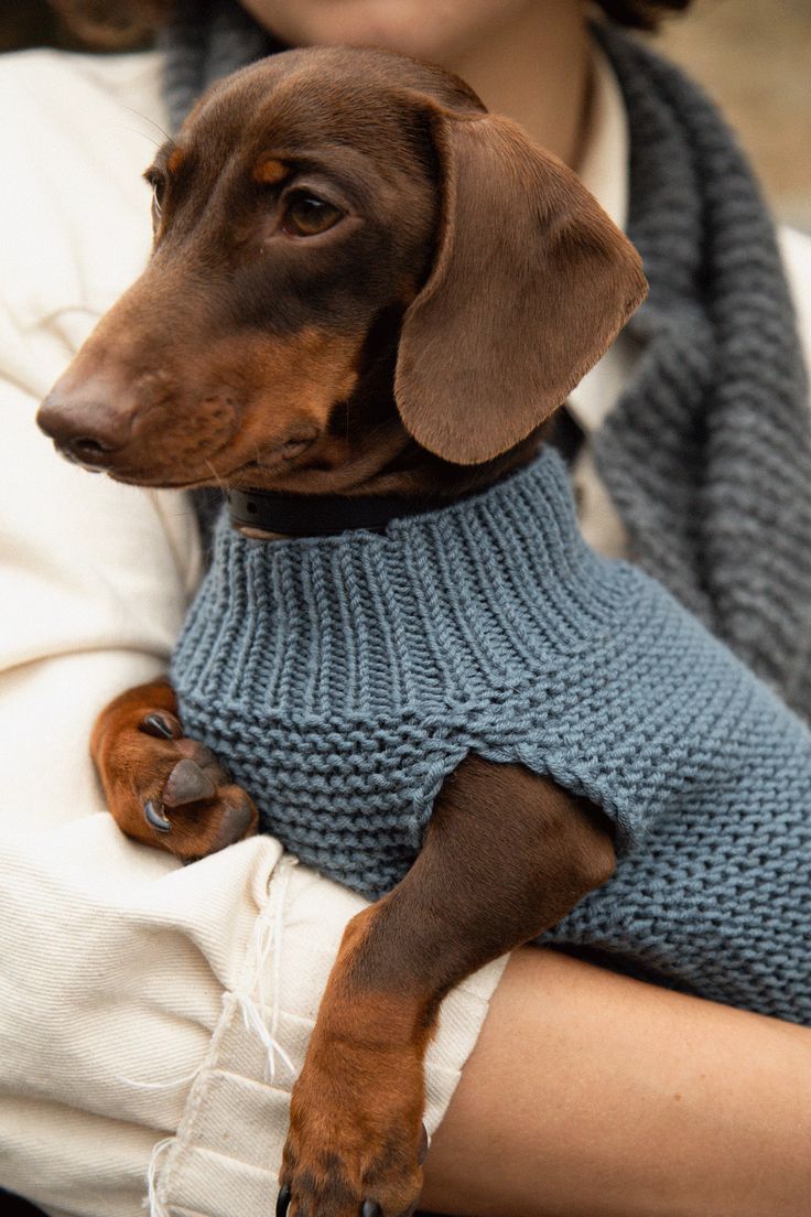 a brown dog wearing a blue sweater is held by a woman in a white shirt