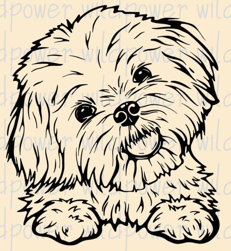 Pet Portrait Tattoos, Perro Shih Tzu, Shitzu Dogs, Shitzu Puppies, Laser Removal, Portrait Tattoos, Puppy Drawing, Tattoo Fails, Dog Rocks