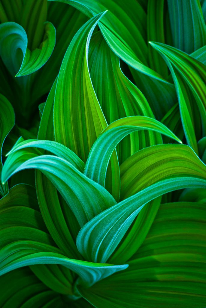 close up view of green leaves in the sunlight