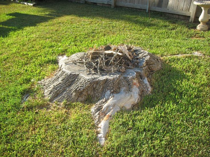 a tree stump that is in the grass