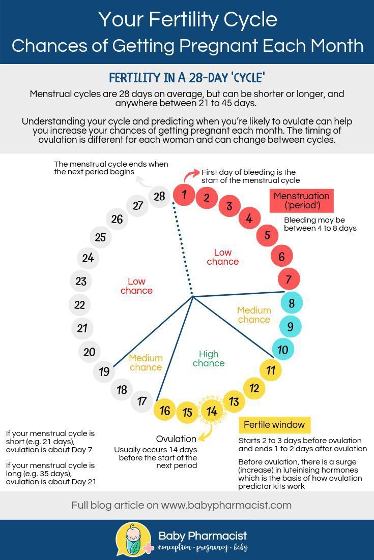 the fertily cycle chart for pregnant women and their birth date is shown in red,