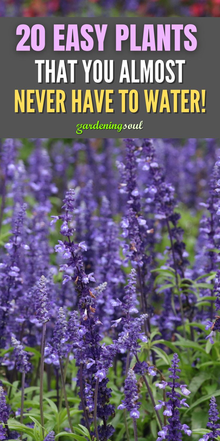 purple flowers with the words, 20 easy plants that you almost never have to water