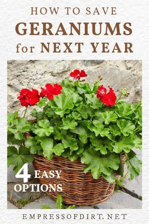 a basket full of geraniums with the text how to save geraniums for next year