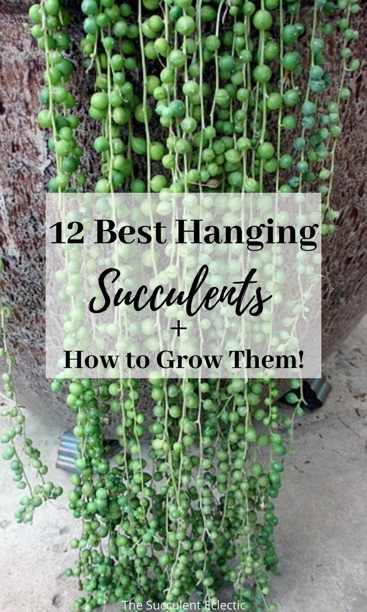 green plants hanging from the side of a building with text overlay saying, 12 best hanging succulents and how to grow them