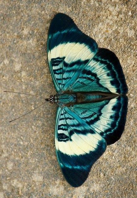 a blue and white butterfly sitting on top of a cement floor next to a wall