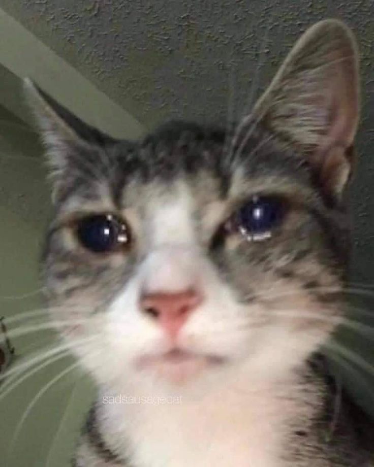 a gray and white cat with blue eyes looking at the camera while standing in front of a mirror