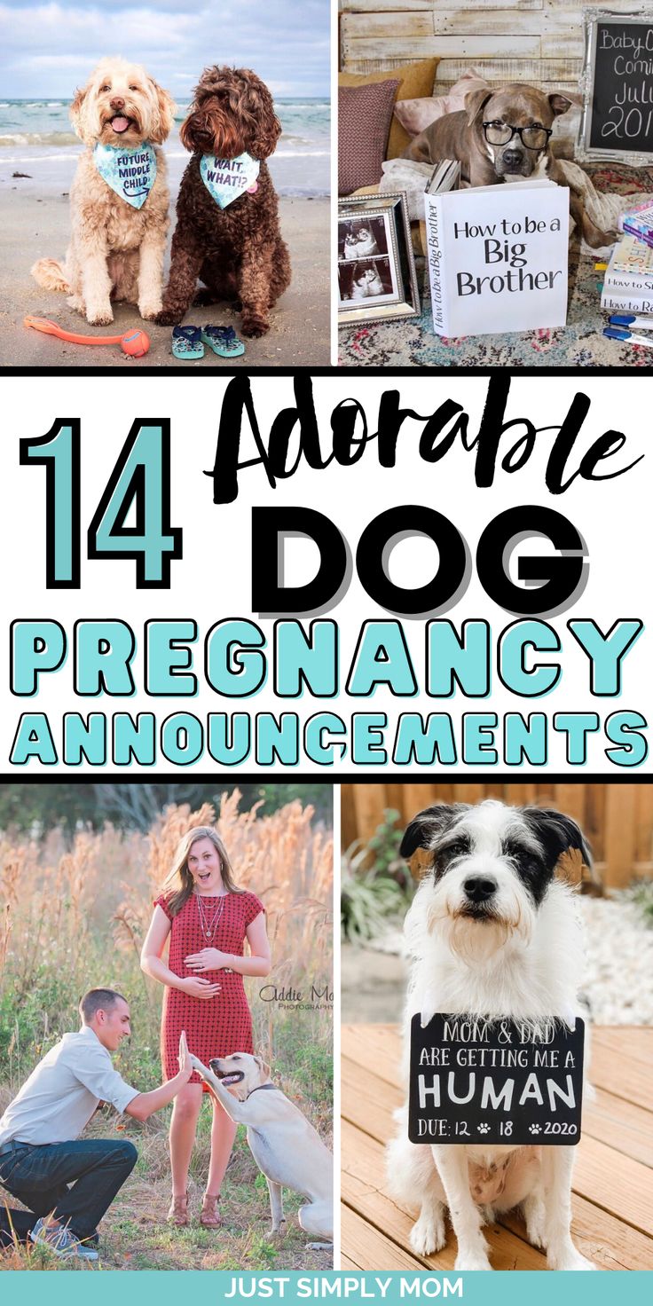 Looking for the perfect way to create a dog baby announcement to reveal that you're pregnant to family, friends, or social media? Here they are My Parents Are Getting Me A Human, Gender Reveal Ideas Using Dogs, Pregnant Announcement With Dog, Lab Results Are In Baby Announcement, Dog Baby Announcing Ideas, Gender Reveal Using Dogs, Dog Big Brother Announcement, Baby Reveal With Dog, Social Media Baby Announcement Ideas