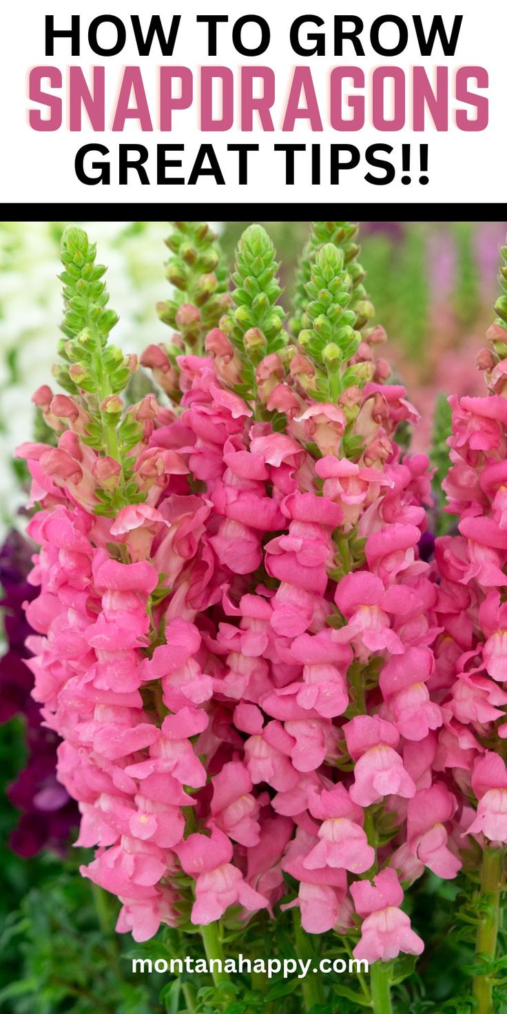 Pink and White Snapdragons with "How to Grow Snapdragons - Great Tips!" Dragonsnap Flowers, Flowers To Plant Together, Growing Snapdragons, Flower Garden Tips, Landscape Ideas Backyard, Garden Ideas Flower, Snap Dragons, Flower Garden Ideas, Dragon Flower