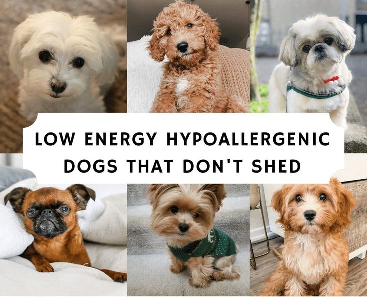 four different types of dogs with the words low energy hypoaliegenic dogs that don't shed