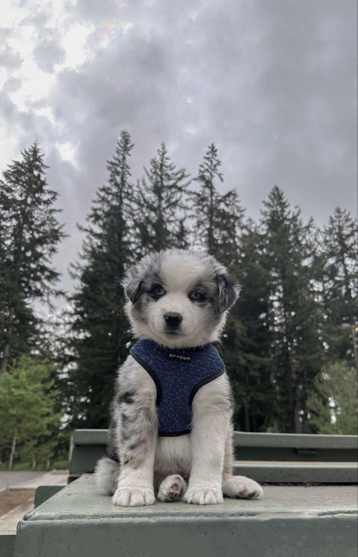 a small white and gray dog sitting on top of a green bench next to trees