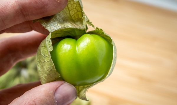 a person is holding a green pepper in their left hand and it's still attached to the plant