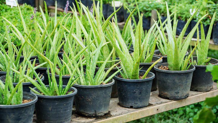 several pots with plants in them on a shelf