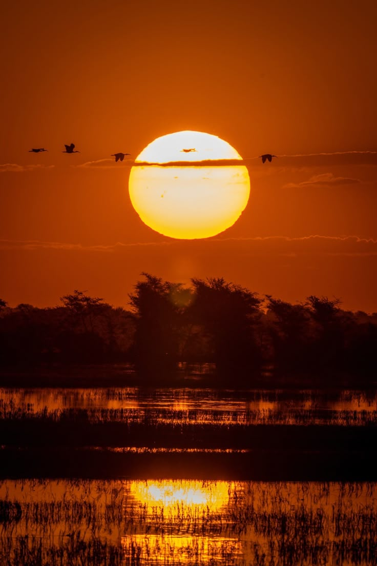 the sun is setting over water with birds flying in the sky and trees behind it