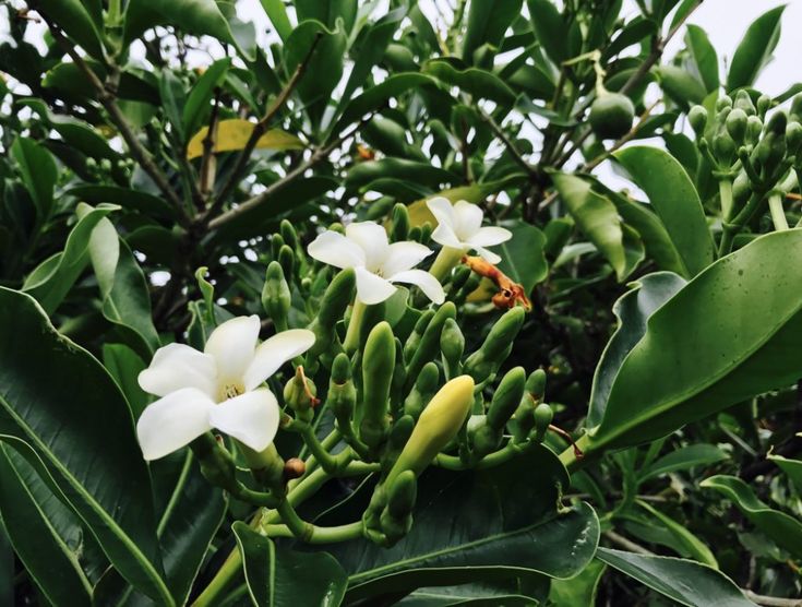 some white flowers and green leaves on a tree