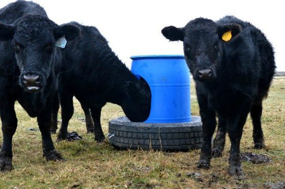 three black cows standing next to a blue barrel