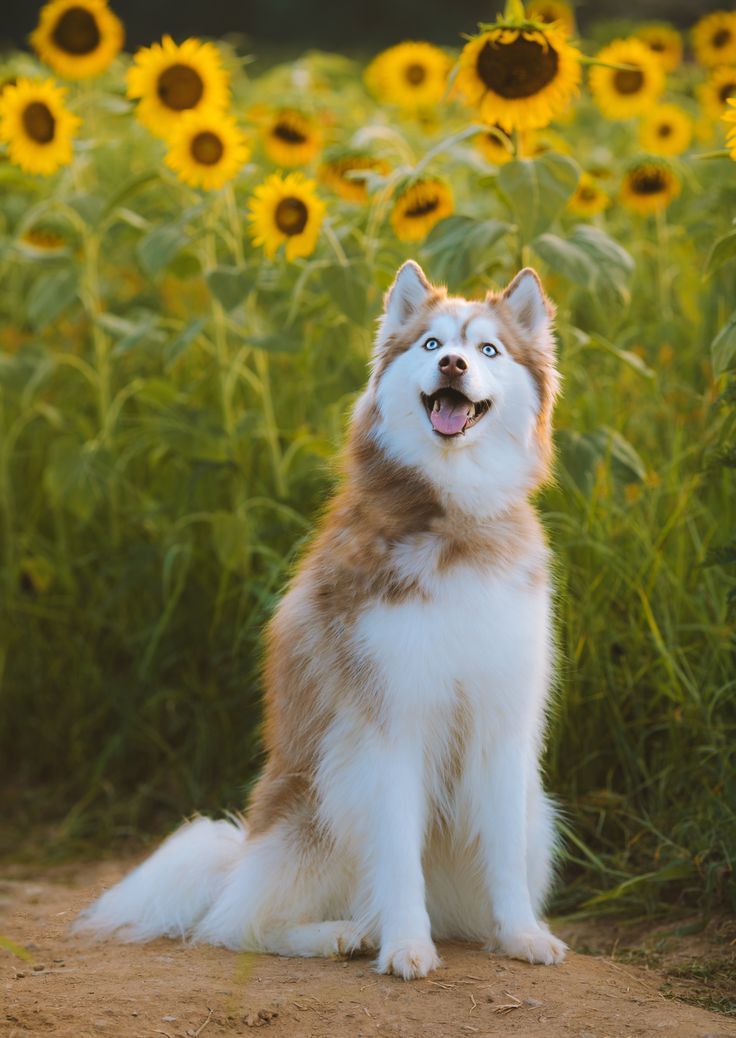 a brown and white dog sitting in front of a field of sunflowers