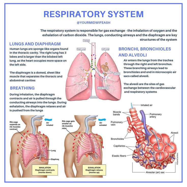 the lungs and bronchs are labeled in this diagram